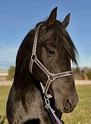 Линия Massine • бюджетно 