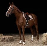 МАРШРУТЫ 100-110 • ЛАСКОВЫЙ