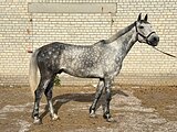 Орловский рысак