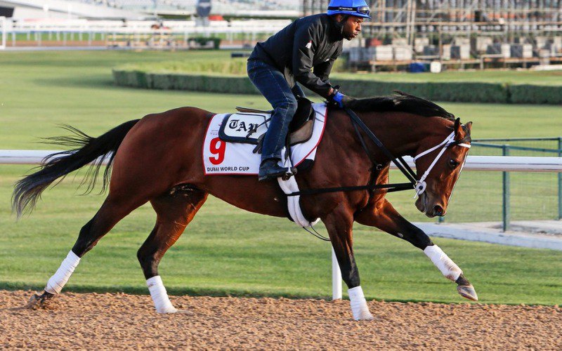 Ипподром Meydan, подготовка к Dubai World Cup 2016 год.