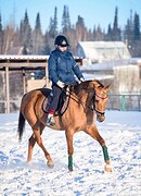 КОБЫЛА В КОНКУР / ТРОЕБОРЬЕ