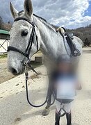 ЖЕРЕБЕЦ ПОД ДЕТЕЙ