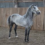 СЕРЫЙ ПОНИ 5 ЛЕТ