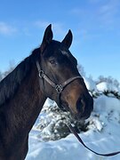 Шикарная 2хлетка! Бюджетно