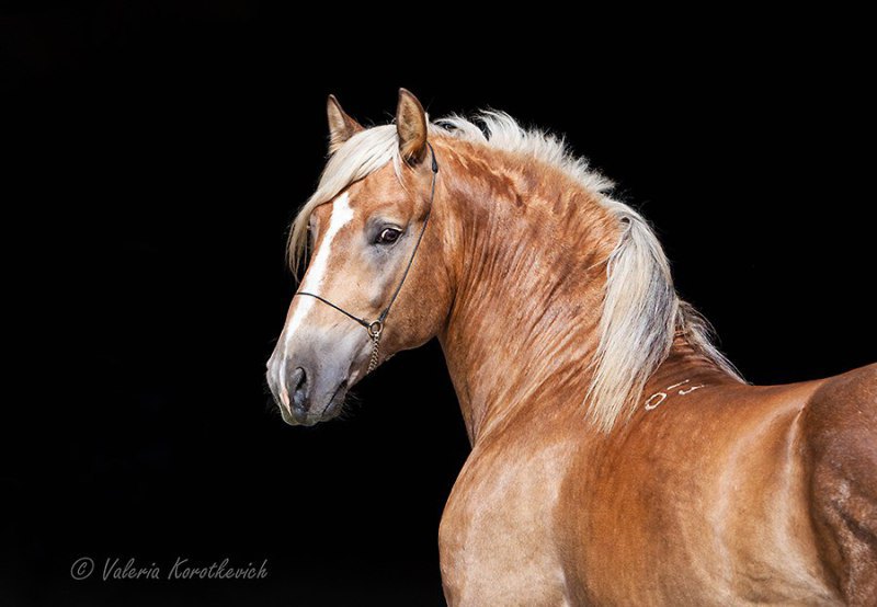 Белорусский конь - альбомы - Lerik - конники - equestrian.ru