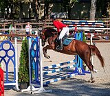 Конкурная кобыла