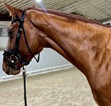 Ганноверский жеребец