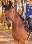 МОЛОДОЙ МЕРИН В СПОРТ