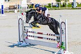 Жеребец в конкур, 5 лет