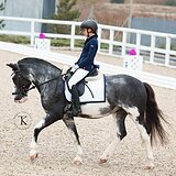 МЕРИН 8 ЛЕТ 150 СМ В ХОЛКЕ 