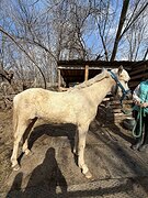 Жеребчик пони 