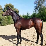 КОБЫЛКА ОТ ДАНТАНДЕРА