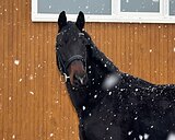 Звездный Форум