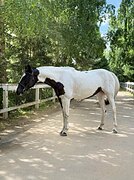 нарядная кобыла