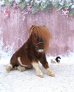 Возит санки, ватрушку, мале