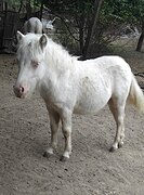 Шетлендский жеребец 2026 гр