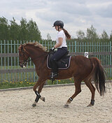 Пони уровня ППЮ+прыжки