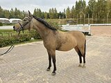 Уэльский пони 133 вх