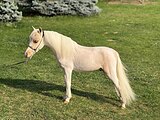 МИКРО ТОПИК АМНА