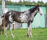 РАСПИСНОЙ МОЛОДОЙ ЖЕРЕБЧИК