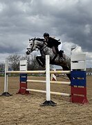 МЕРИН В КОНКУР