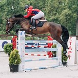 МЕРИН 9 ЛЕТ 177 СМ В ХОЛКЕ