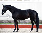 ИМПОРТНОЕ ПРОИСХОЖДЕНИЕ 