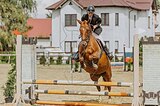 Кобыла 2019