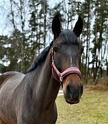 МЕРИН 5 ЛЕТ 170 СМ В ХОЛКЕ