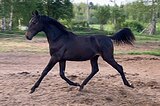 РВП жеребчик