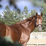 ТЕХНИЧНЫЙ ЖЕРЕБЕЦ 4 ГОДА