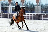 Любительский мерин