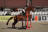 Жеребец 2016 гр учитель