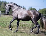 ШИКАРНЫЙ АНДАЛУЗ