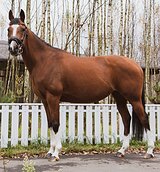 Кобыла для начинающих