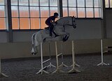 Мерин 2014 гр в спорт 