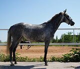 Маленькая звёздочка