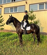 Жеребец