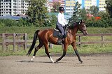 Кобыла 2022 гр, 161 вх