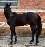 ПЕРСПЕКТИВНЫЙ ЖЕРЕБЕЦ