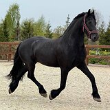 ФРИЗСКИЙ МЕРИН 5 ЛЕТ