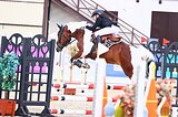 Мерин 2016 гр, 157 вх