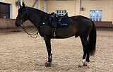 Жеребец 2019 гр, 165 вх