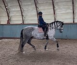 Шикарная Андалузская кобыл