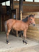 Кобылка, понечка. 25гр