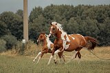 Пегая кобылка