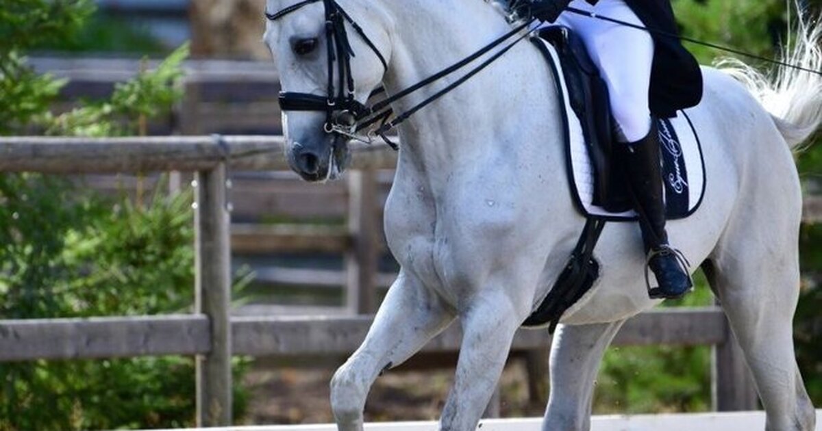 конно-спортивная школа курск. ипподром казань. спортивная школа по конному спорту. конно спортивная школа казань. спортивная школа по конному спорту.