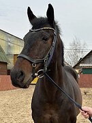 УЧИТЕЛЬ В КОНКУР! Срочная п