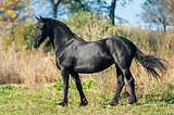 Фризская, жеребая кобыла! И