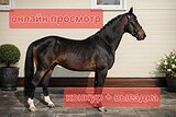 Немецкий мерин до БП и 120